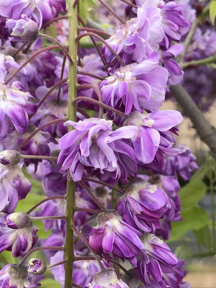 あしかがフラワーパーク 藤の花を見る 4月24日｜🍀GreenSnap
