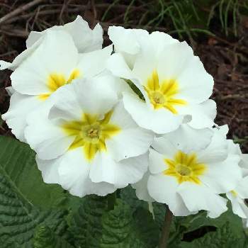 プリムローズの画像 by スーさん | 小さな庭とプリムローズと素敵✨✨✨と可愛いお花と花を愛でると小さな幸せ♡と平和を願うとチーム新潟と白い花♡