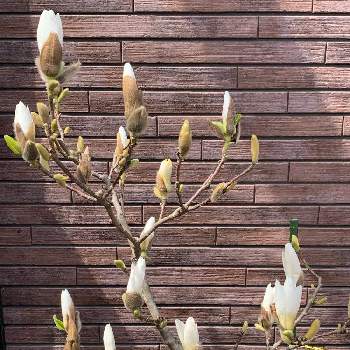 春の予感の画像 by 山ぶどうさん | 玄関と癒しと和むと花のある暮らしと春の予感