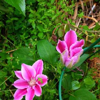 クレマチス ドクター・ラッペルの画像 by がっちゃんさん | 小さな庭とクレマチス ドクター・ラッペルとピンクの花