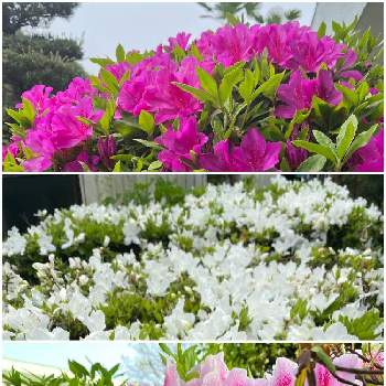 花壇・植込みの画像 by カタカタさん | 小さな庭と花壇・植込みと日向の花壇