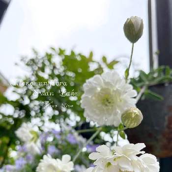 シレネ・スワンレイク❤の画像 by cucoさん | 小さな庭とシレネ・スワンレイク❤とおうち園芸とガーデニングと花のある暮らしとお庭