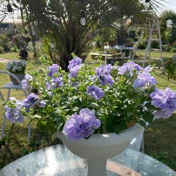 ライトブルーの画像 by ラックスさん | 広い庭と八重咲きペチュニア　パニエとライトブルーと豪華な八重咲き