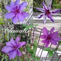 クレマチス,クレマチス 江戸紫,ガーデニング,挿し木,花のある生活の画像