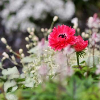 アネモネ・アンアリスの画像 by 伊豆野サクラさん | 玄関とアネモネ・アンアリスと鉢植えと花のある暮らしとリーフ大好き