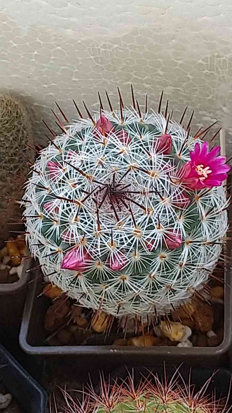 サボテン🌵の花｜🍀GreenSnap（グリーンスナップ）