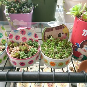 ちまちま寄せ,ちま寄せ,ミルキー缶,バラと夢CLUB,ペコちゃん祭りの画像