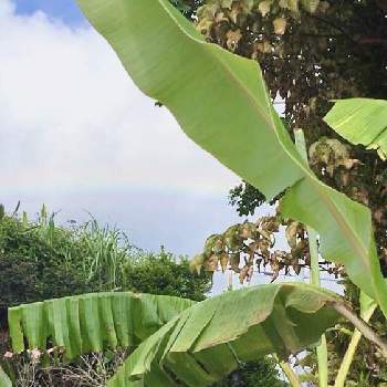 沖縄北部の画像 by sena78さん | 島バナナと虹(にじ)と沖縄とGSミニモニ。と沖縄タニラーと沖縄北部とGS植物うちなーぐち会