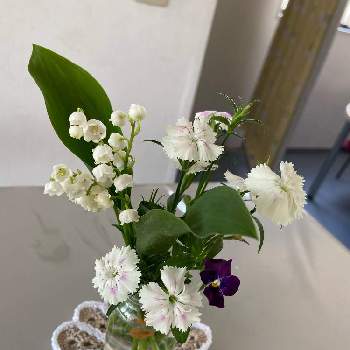 撫子の画像 by かもめさん | ビオラと鈴蘭と撫子と癒しと季節のお花とレース編み
