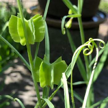 緑の実の投稿画像一覧 Greensnap グリーンスナップ