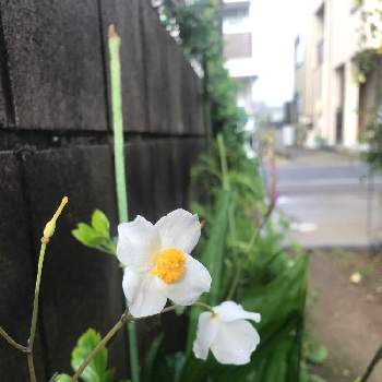 だいすき♥️の画像 by harukazeさん | 小さな庭とシラユキゲシ(スノーポピー)とだいすき♥️とおうち園芸と笑って咲く花