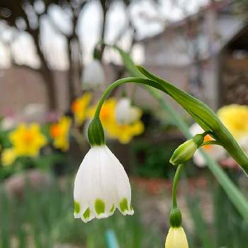 スプリング スノーフレークの一覧 Greensnap グリーンスナップ