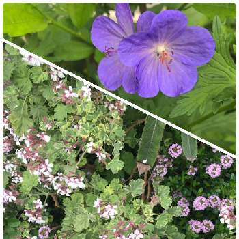 ゲラニウム ジョンソンズブルーの画像 by フェリシアさん | 小さな庭とゲラニウム ジョンソンズブルーと斑入りナツメグゼラニウムと小さいお花が可愛いとGSでの繋がりに感謝とお迎え2年目と庭の花木と宿根草♪と紫の花