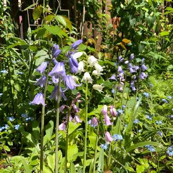 シラー シベリカ スプリングビューティ の投稿画像一覧 Greensnap グリーンスナップ シラー シベリカ スプリングビューティ の投稿画像一覧 Greensnap グリーンスナップ