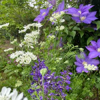今朝の庭。の画像 by 芙蓉さん | クレマチス♬と紫色と白といい色合い♡とサルビアトワイライトセレナーデ♪とオルレア♡と今朝の庭。と花のある暮らしとお花は綺麗ね