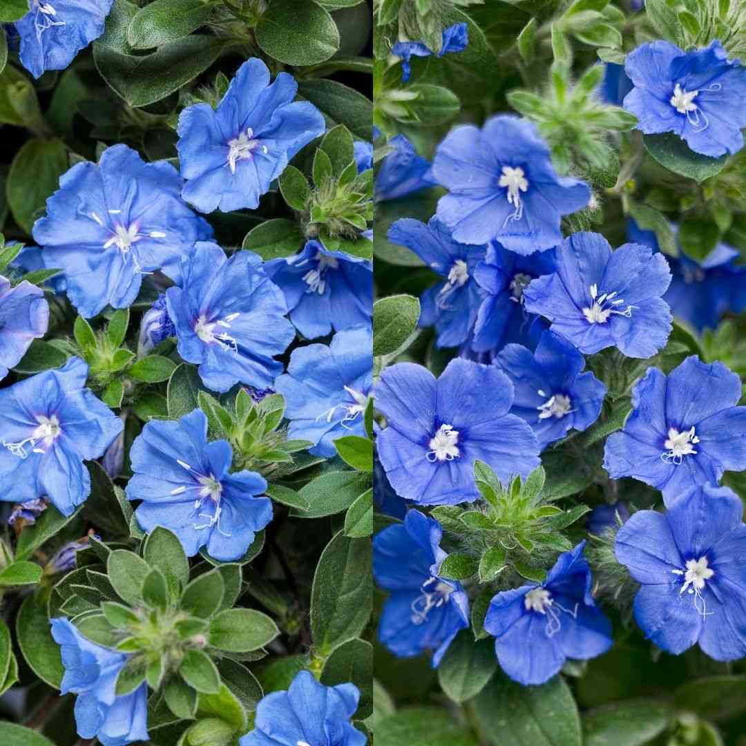小さな庭の投稿画像 by PW JAPANさん｜夏の花と青い花とアメリカン