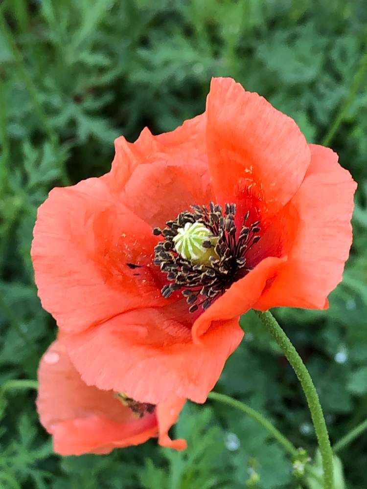 ナガミヒナゲシの投稿画像 By あんぱんさん お出かけ先とお散歩中に と雑草と赤い花とかわいい花と道端で とお散歩中に と雑草と赤い花とかわいい花と道端で 22月4月25日 Greensnap グリーンスナップ Greensnap グリーンスナップ