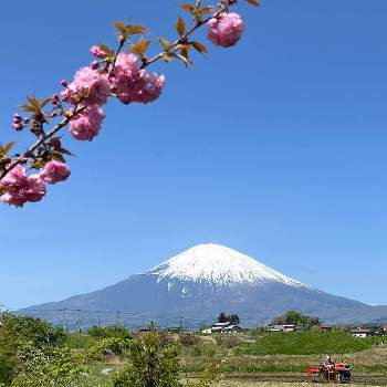 美しい富士山の画像 by ひみつのアッコちゃんさん | お出かけ先と八重桜と田んぼのトラクターと里山の風景と富士山の見える景色と可愛い花と花のある生活と美しい花と元気な花と世界文化遺産と大好きな花と富士山と雲と花を見る喜びと私のお気に入りと美しい富士山と地植えの花と春を告げる花