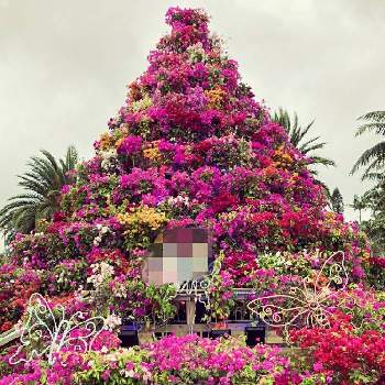 沖縄の植物の投稿画像一覧 Greensnap グリーンスナップ