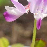 レンゲソウ,花壇,ガーデニング,山野草,マメ科の画像