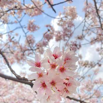 のんびりの画像 by ぴれぴぴさん | お出かけ先とのんびりと桜満開と春はあったか