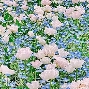 兵庫県立フラワーセンターの画像 by blue jasmineさん | お出かけ先と春のお花とアンジェリケと八重桜チューリップと春の風景とピンクとブルーと兵庫県立フラワーセンターと チューリップと春を感じるとネモフィラ・インシグニスブルー

。と春を楽しむ