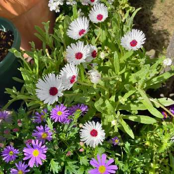 リビングストーンデージーの画像 by わいわいさん | 小さな庭とブラキカムとリビングストーンデージーと花のある暮らしとおうち園芸