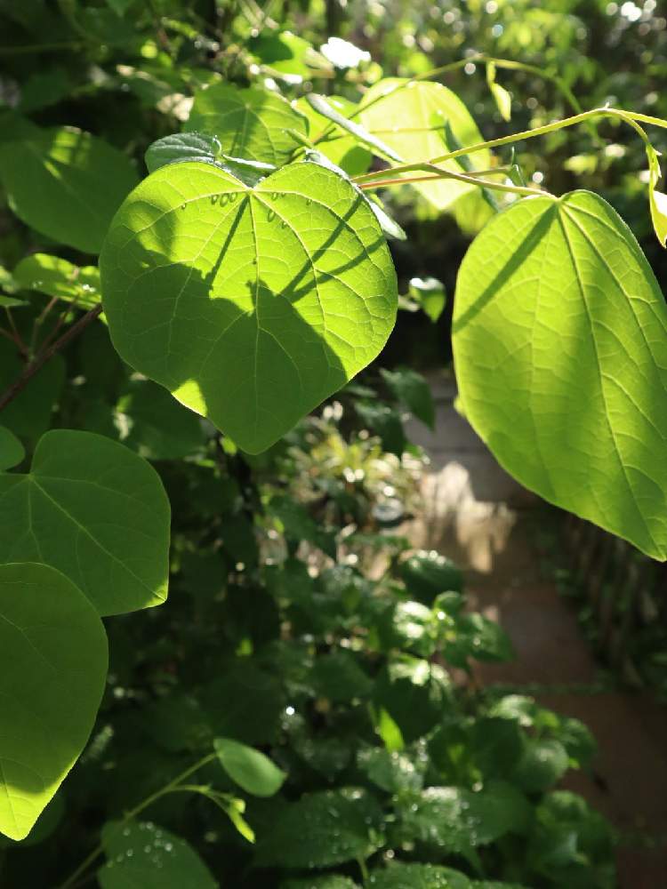 マルバノキの投稿画像 By きっぺぇさん 小さな庭と庭木と半日陰と庭木と半日陰 22月4月25日 Greensnap グリーンスナップ Greensnap グリーンスナップ