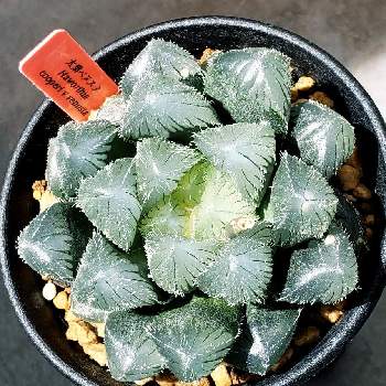 花芽カットの投稿画像一覧 Greensnap グリーンスナップ