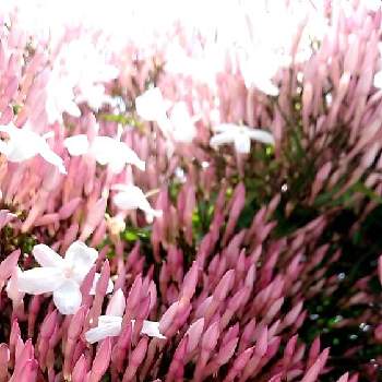ハナムグリ♪の画像 by ケサランパサランさん | 小さな庭とハゴロモジャスミンと三大香木と春の訪れとにわと緑のある暮らしと花のある暮らしと良い香りとハナムグリ♪とつぼみと白い花とピンクの蕾と地植えとつる性植物と半常緑性