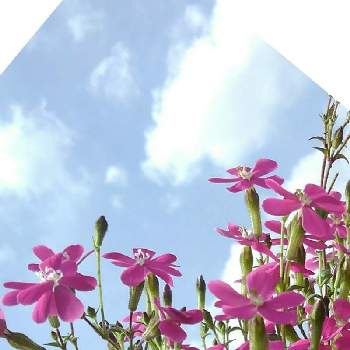 シレネ ピンクパンサーの画像 by かすみそうさん | 小さな庭とシレネ ピンクパンサーと花のあるくらしとピンクの花とおうち園芸と花に魅せられてと可愛い〜♡と乙女色クラブとリフレッシュ♡といやし♪