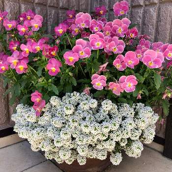 ピンク♡の画像 by すみこさん | 小さな庭とビオラとアリッサムと寄せ植えとホワイトとピンク♡とアリッサム♡
