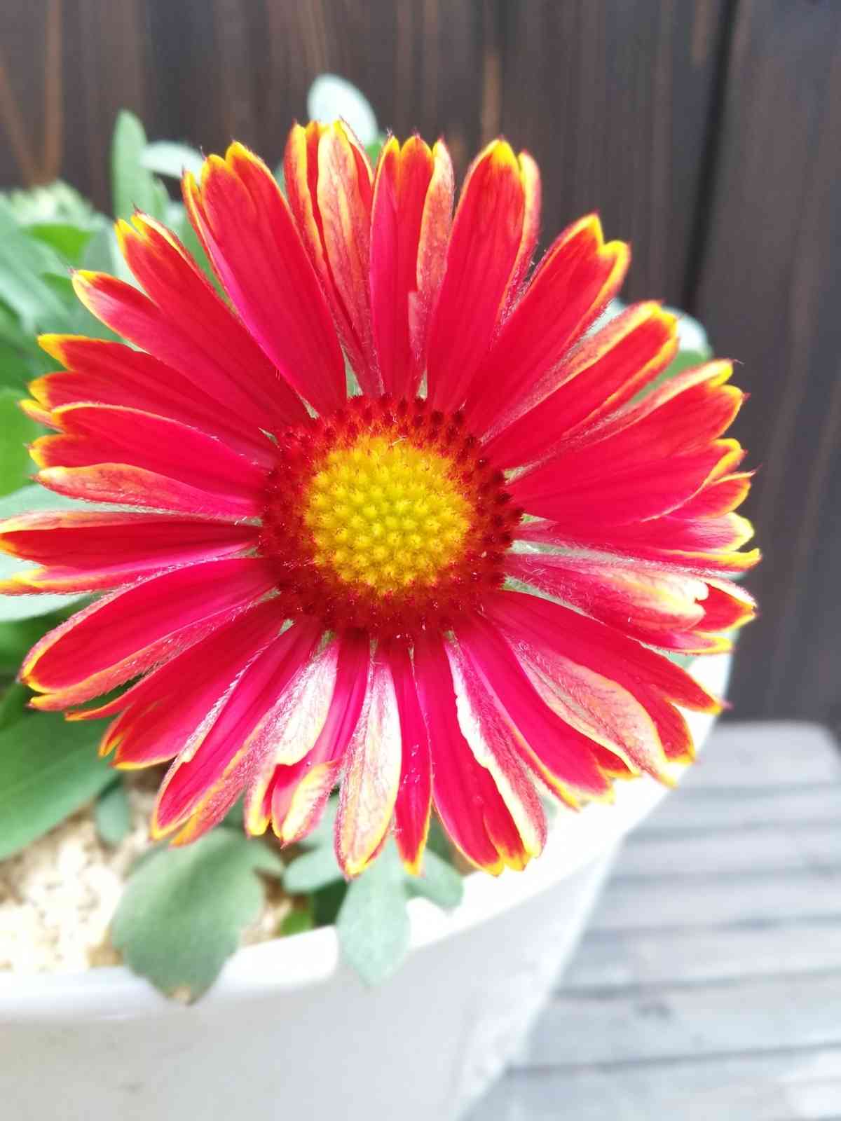 [ガイラルディアスピントップイエロータッチ]強くて素晴らしいお花🌱ネキリムシに勝つ ｜🍀GreenSnap（グリーンスナップ）