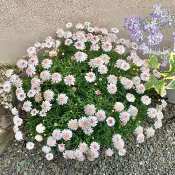 ボンザマーガレット イチゴショートの画像 by なゆさん | 小さな庭とボンザマーガレット イチゴショートとサントリー フラワーズとガーデニングと花と生きるサントリーとボンザマーガレット❤とマーガレット☆