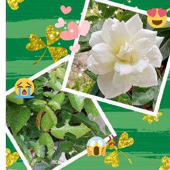 ハチさんの画像 by IKUMAMAさん | 小さな庭とおうち園芸と鉢植えのバラとハチさんとアイスバーグ♡とバラ・ミニバラとバラを楽しむ