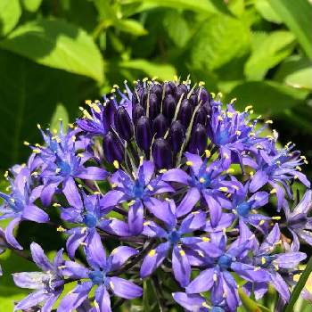 ながーく咲いてねの画像 by 7033さん | 小さな庭とベルビアナとおうち園芸と毎年ありがとうと花のある暮らしと青い花マニアとながーく咲いてね