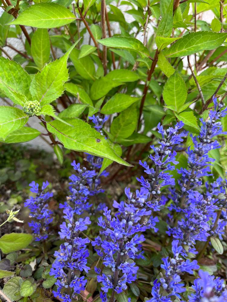 アジュガの投稿画像 By みすてぃさん 小さな庭と花のある暮らしと開花中とかわいい と青い花マニアと花のある暮らしと開花中とかわいい と青い花マニア 22月4月25日 Greensnap グリーンスナップ Greensnap グリーンスナップ