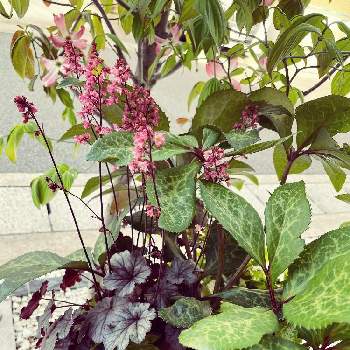 ティアレアの花の画像 by P.D.mamaさん | 玄関とティアレアの花とありがとう♡とはっぱとおうち園芸と クリスマスローズとガーデンシクラメン❤︎