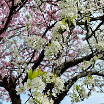 花梨の画像 by Kay_Tama-gsk さん | お出かけ先と花梨と春のお花と長岡京市と日本の春と白い花と西国街道と乙訓