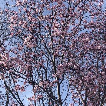 桜の花♡の画像 by 花土葉さん | お出かけ先と今日も笑顔で♡とピンクの花と嬉しいと春の訪れと桜の花♡