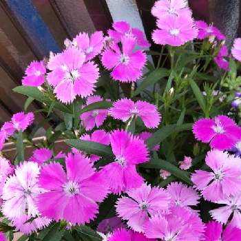 なでしこの花の画像 by ninaさん | 玄関とyu ＆ゆうクラブと３回目の春となでしこの花と鉢植えと平和を願う☆と乙女色クラブ