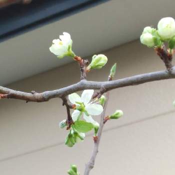 プルーンの花の投稿画像一覧 Greensnap グリーンスナップ