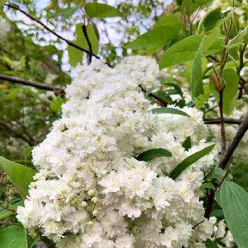 コデマリ　八重咲きの画像 by 8787さん | 小さな庭と花のある暮らしと植物のある暮らしと植中毒とコデマリ　八重咲き