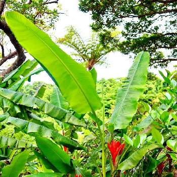亜熱帯・熱帯植物の画像 by gtyさん | お出かけ先とヒメバショウと観葉植物と亜熱帯・熱帯植物とSDGsと沖縄と伊豆味ベゴニア園とガーデニングと四季の花