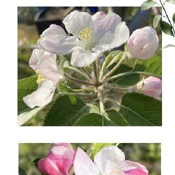 りんごの花の画像 by モンゴメリーさん | 畑と感動！と癒しと果樹とお顔がこんにちはと緑のある暮らしと元気もらえると可愛い〜♡と小さな幸せ♡とピンク色の花と花のある暮らしと白い花と優しい色とりんごの花