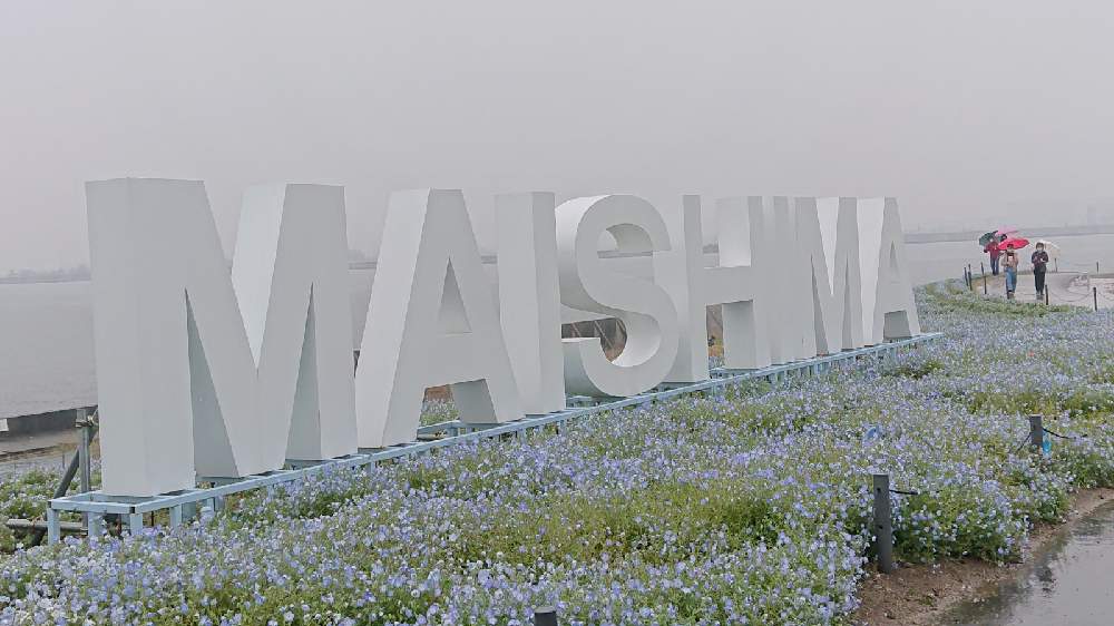 雨の中 舞洲ネモフィラ祭りに行って参りました Greensnap グリーンスナップ