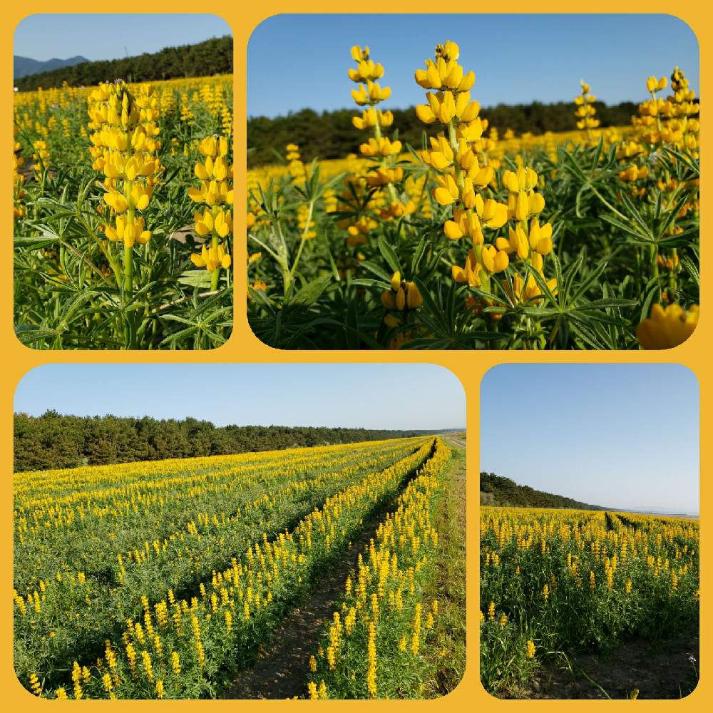 キバナルピナスの投稿画像 By ジョーさん ルーピンの花とお出かけ先と海岸の植物とパワーのある花と花は癒しと景色と癒しと初夏の花たちと季節の花と花 いろいろと風景と可愛いと元気になれる花と花のある暮らしと元気になれると花が好きな人と繋がりたいと花の笑顔と海岸 キバナルピナスの投稿画像 By ジョーさん ルーピンの花とお出かけ先と海岸の植物とパワーのある花と花は癒しと景色と癒しと初夏の花たちと季節の花と花 いろいろと風景と可愛いと元気になれる花と花のある暮らしと元気になれると花が好きな人と繋がりたいと花の笑顔と海岸