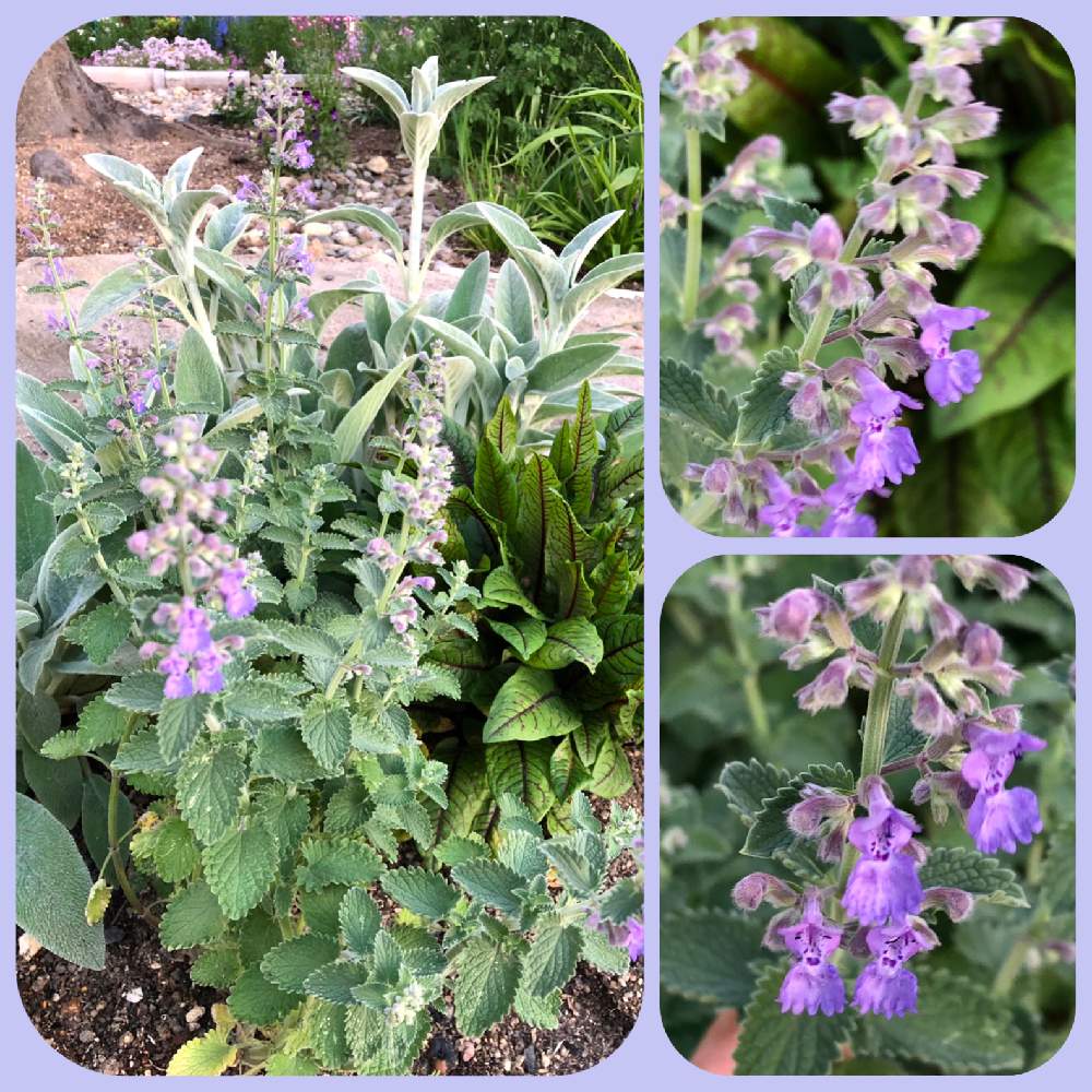 ネペタの投稿画像 By まつりかさん 小さな庭とカラーリーフとおうち園芸と耐寒性多年草とハーブと葉っぱ好きとカラーリーフとおうち園芸と耐寒性多年草と ハーブと葉っぱ好き 22月4月25日 Greensnap グリーンスナップ Greensnap グリーンスナップ