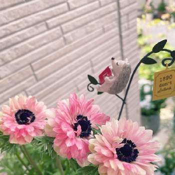 アネモネ・アンアリスの画像 by caramelさん | 小さな庭とアネモネ・アンアリス