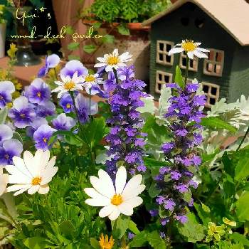 オステオスペルマム キララの画像 by yori*さん | アジュガとビオラとオステオスペルマム キララとミヤコワスレとオステオスペルマムと庭の風景と寄せ植えとウッドデッキと青い花とおうち園芸とコンテナガーデンと鉢植えとガーデニングと花のある暮らしと白い花とブルーガーデンと紫の花と庭の宿根草